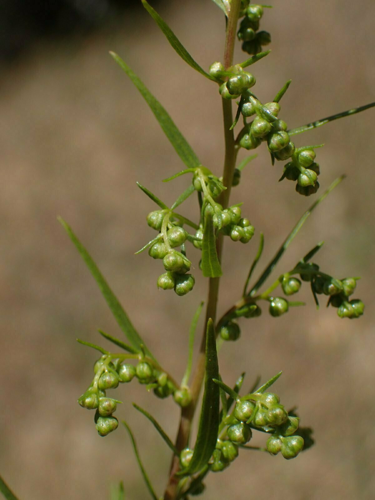 High Resolution Artemisia dracunculus Bud